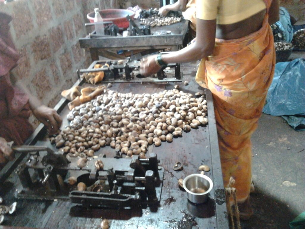 Workers processing cashew nuts at a shelling table