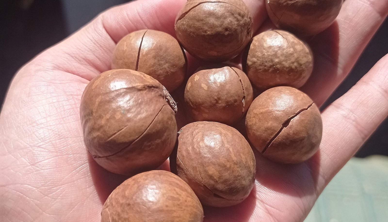 A hand holding freshly harvested macadamia nuts