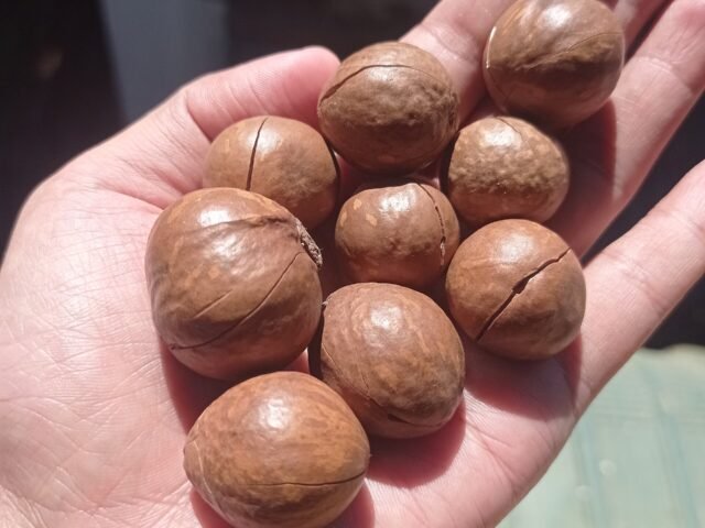 A hand holding freshly harvested macadamia nuts