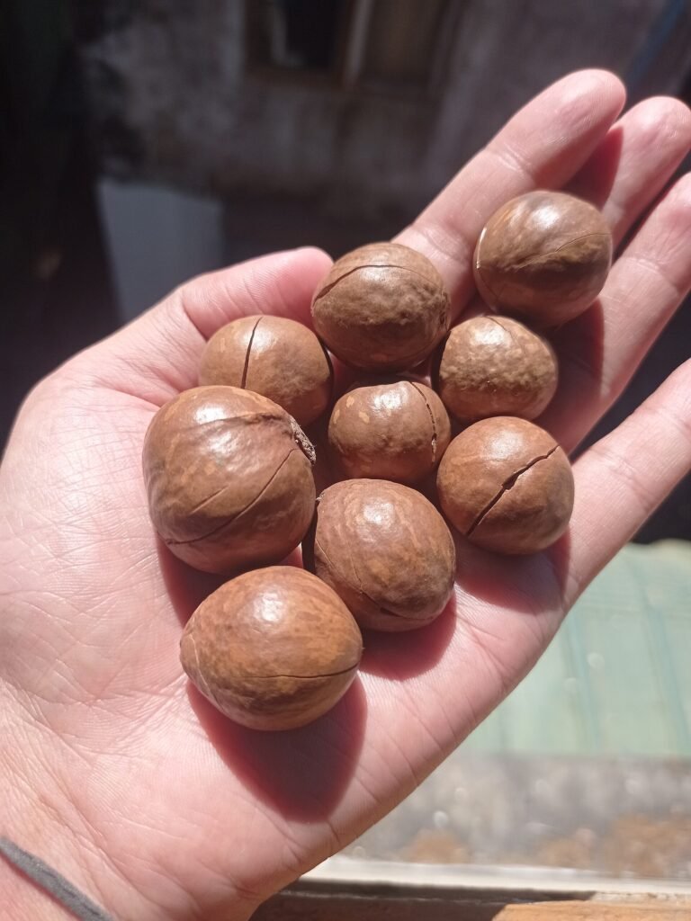 A hand holding freshly harvested macadamia nuts