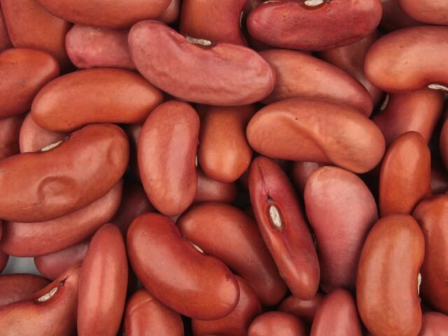 Dried red kidney beans close up
