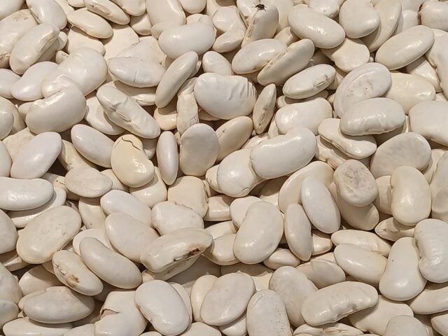 Dried white kidney beans in bulk