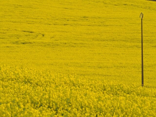 Flowering rapeseed field