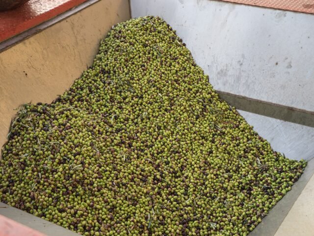 Freshly harvested olives heaped for pressing