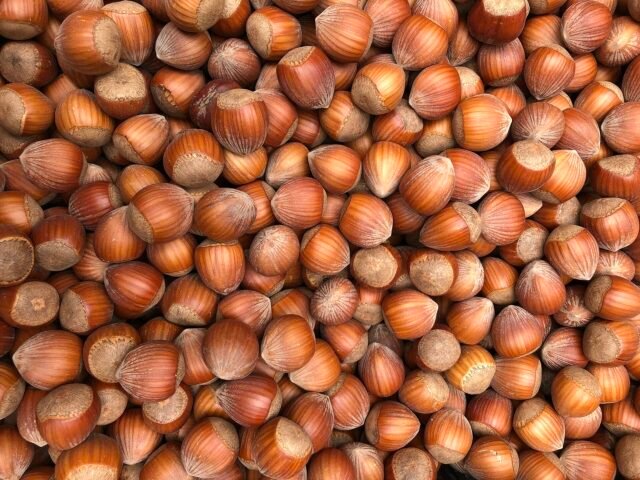 In-shell hazelnuts in bulk