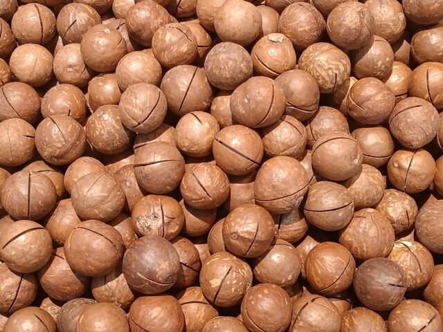 In-shell macadamia nuts in bulk