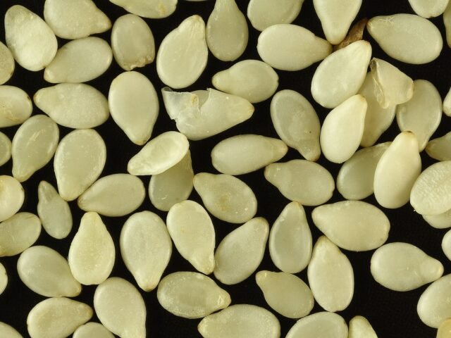Natural sesame seeds close up