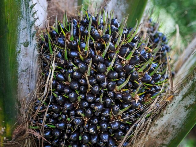 Oil palm fruit bunch on the tree