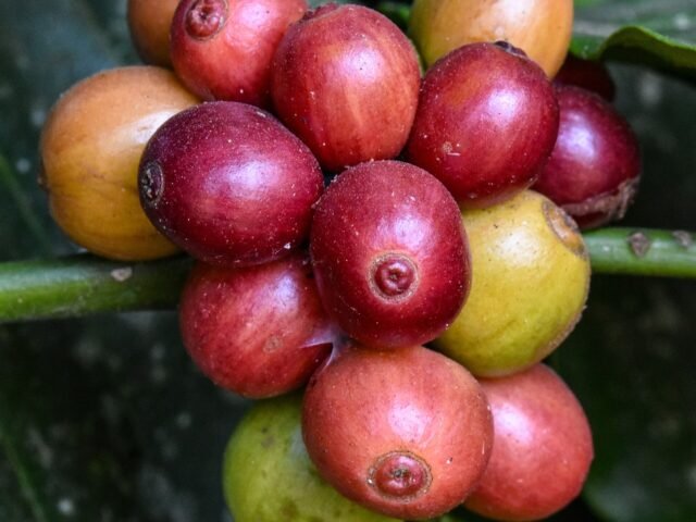 Ripening coffee cherries on the branch