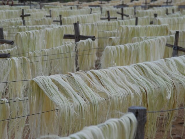 Sisal fibre drying on lines in the sun