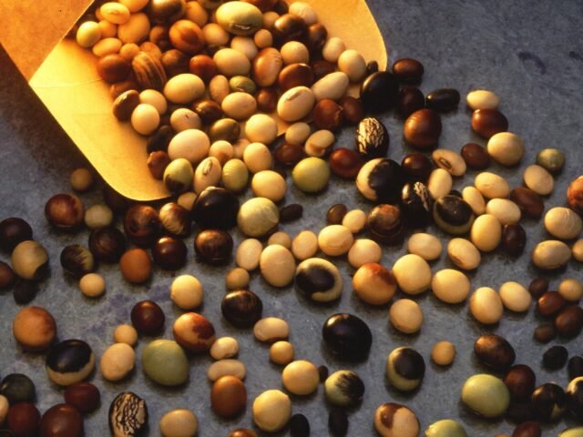 Soya beans pouring from a sack