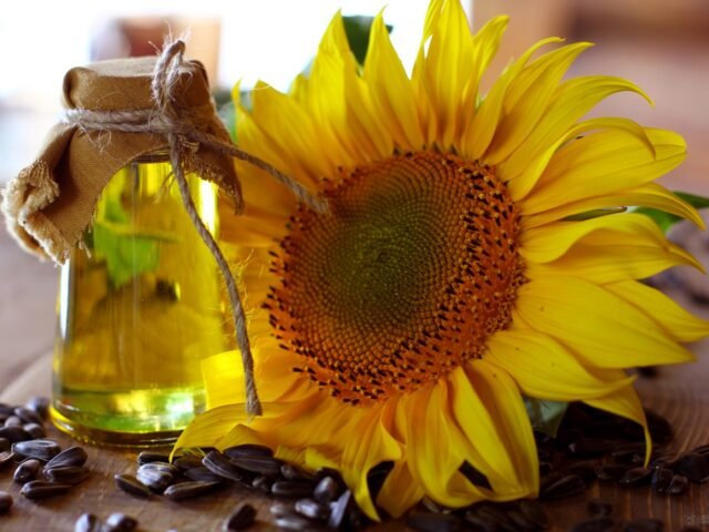 Sunflower oil beside a sunflower head and seeds