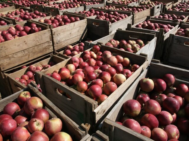 Wooden crates filled with freshly picked red apples